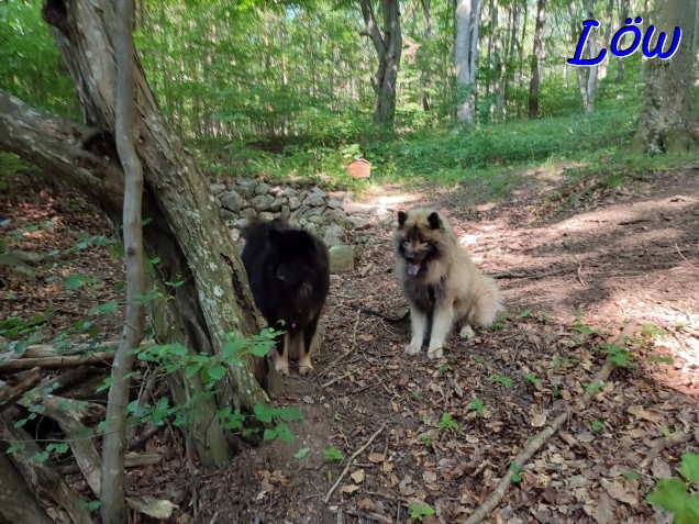 19.6.2023 - Dwix und Howard bei der Spurensuche